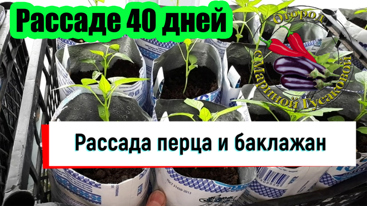 Домашняя РАССАДА перца и баклажан 🍀  Как у нас развивается рассада овощей 🍀  Обзор и Первая подкормка