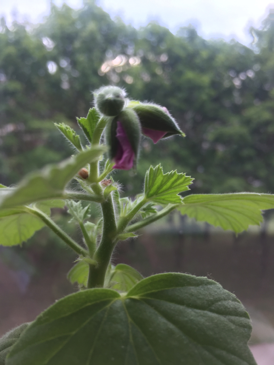 Я очень люблю рассматривать бутоны. Фото автора. Этой сейчас