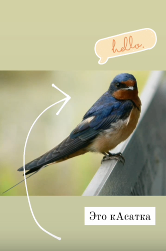 Птица семейства ласточковых