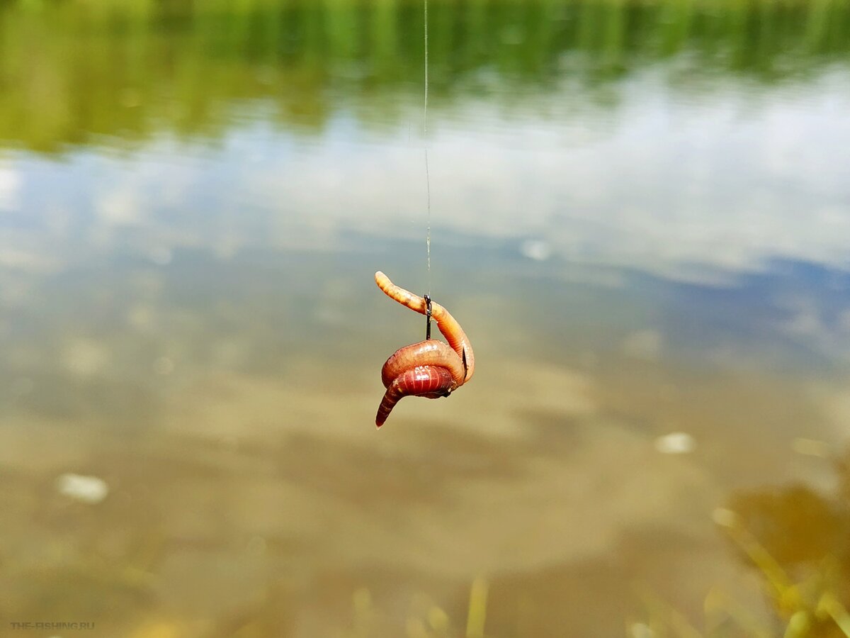 Червь на крючке