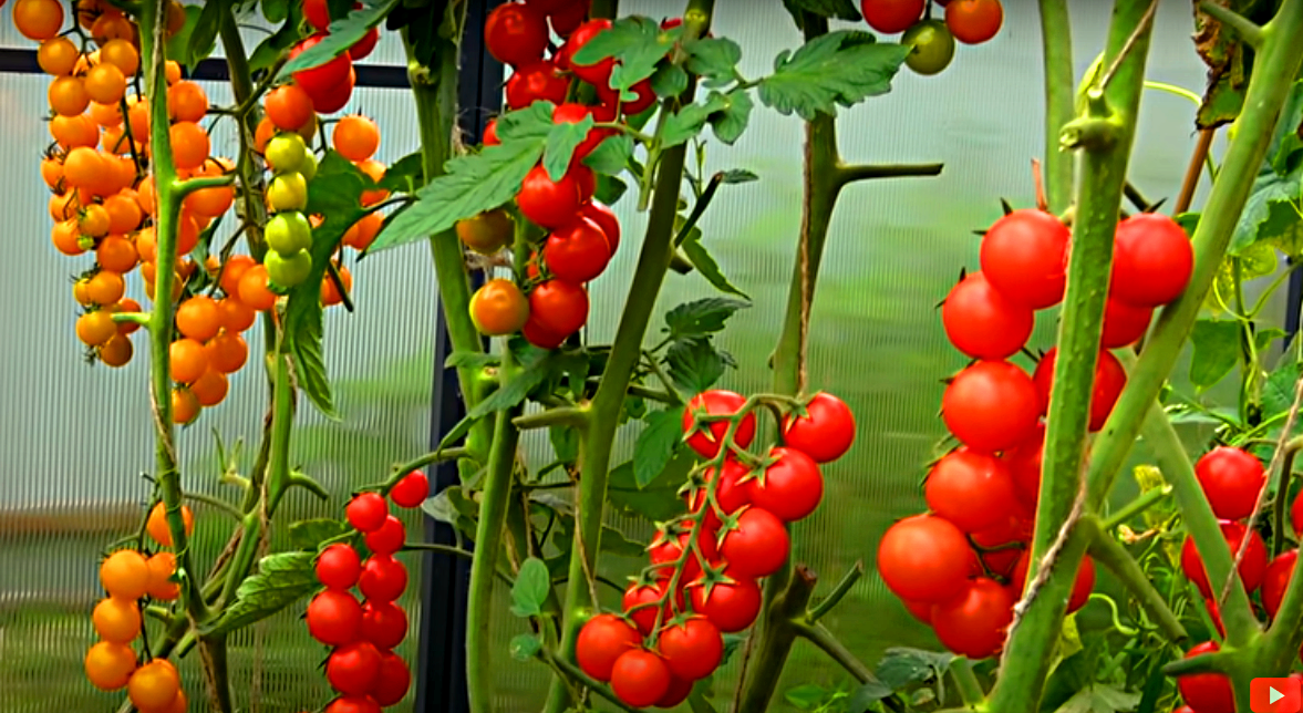 Томатный урожай.