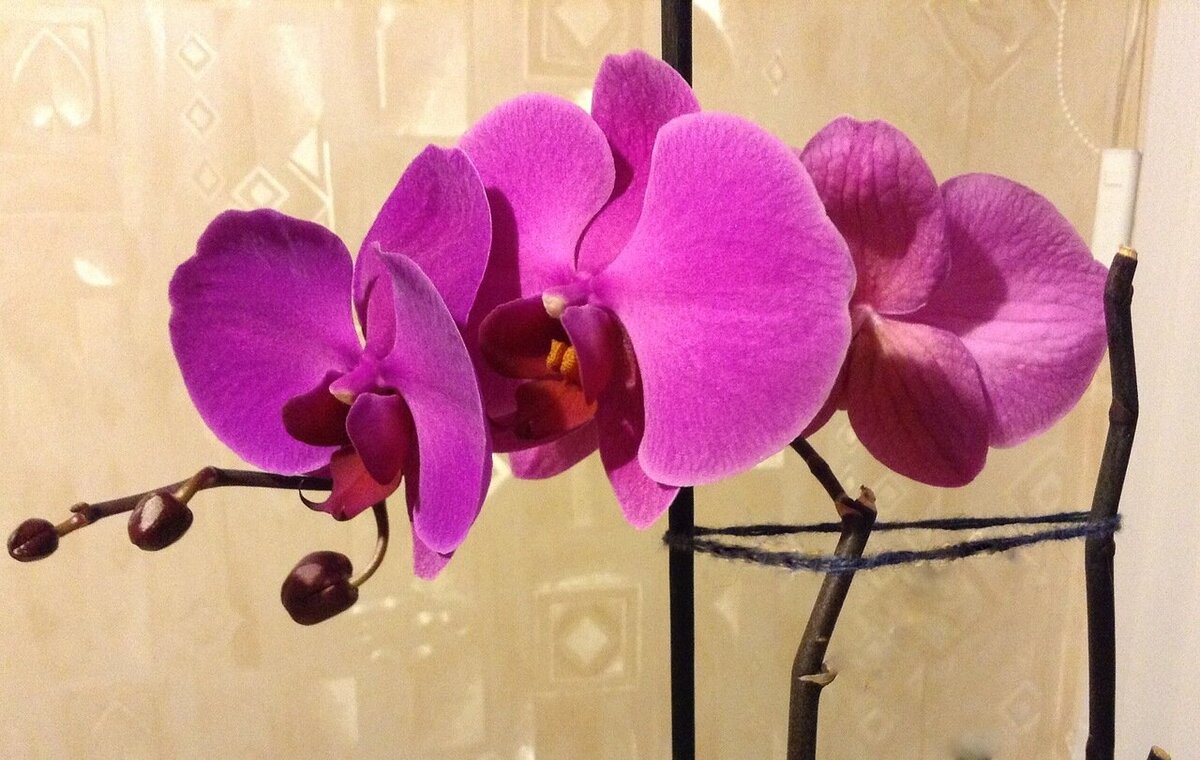 Этот фаленопсис, как и остальные два,  сидит в горше со мхом, и ему очень комфортно в нём.