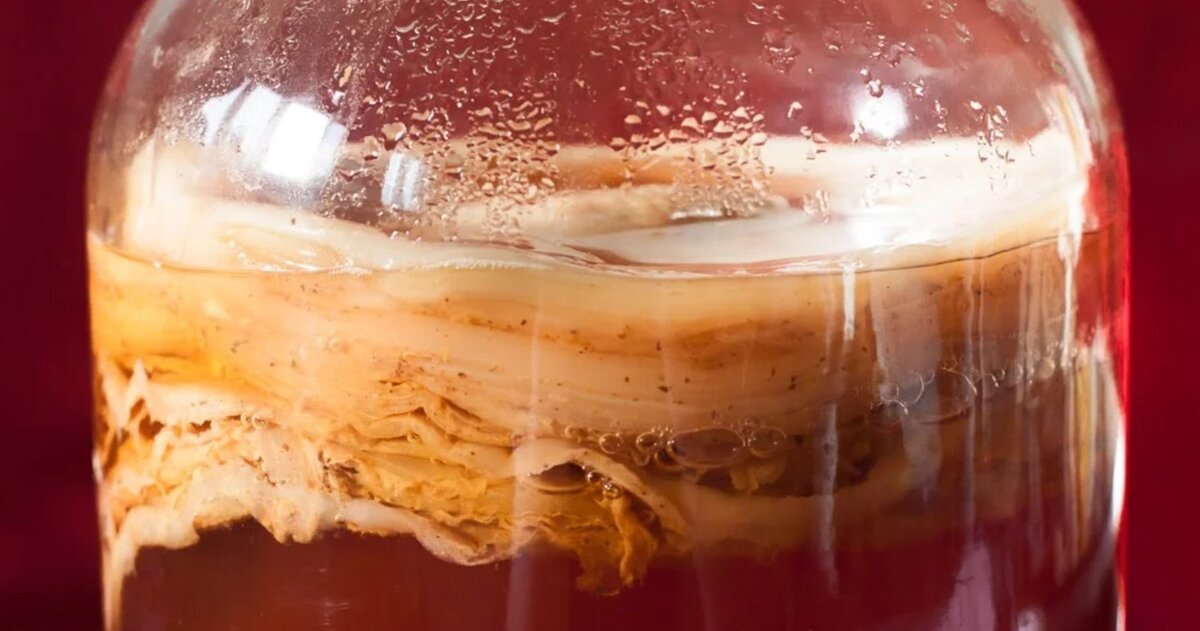 картинка отсюда https://domstrousam.ru/%F0%9F%9A%A9-pochemu-chajnyj-grib-kislyj/