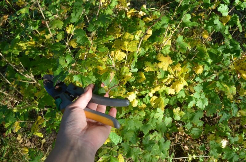 Вот такой крыжовник сейчас. Лучше дождаться, пока листва опадет и проводить обрезку.