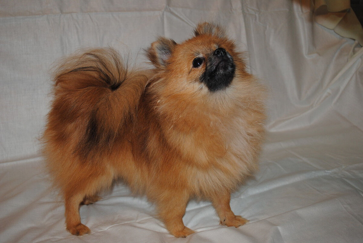 Фото для обложки, источник shpitz4u.jimdofree.com