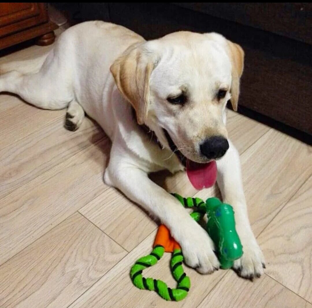 Лабрадор домашний. Стоит ли заводить лабрадора. Лабрадор ретривер домашний. Стоит ли заводить лабрадора. Лабрадор нашкодил.