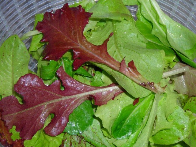9 лучших овощных салатов | Ботаничка | Дзен