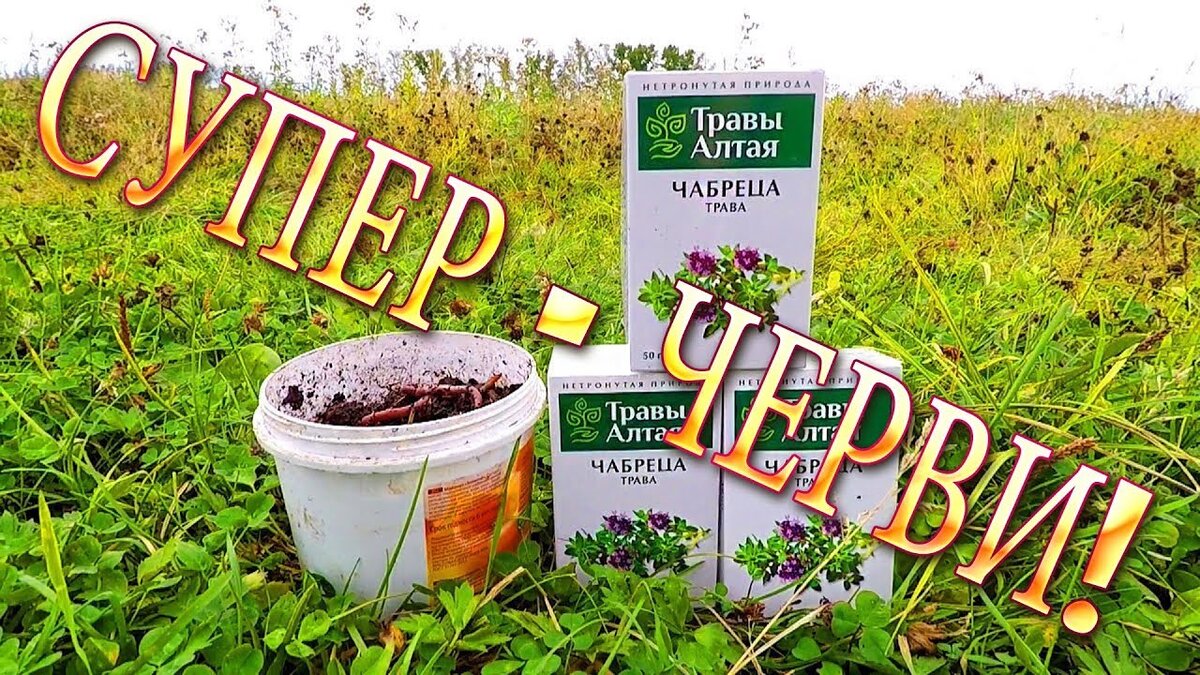 тимьян лимонный. чабрец. сушеный чабрец png. чабрец рыбалка. чабрец лесной тимьян.