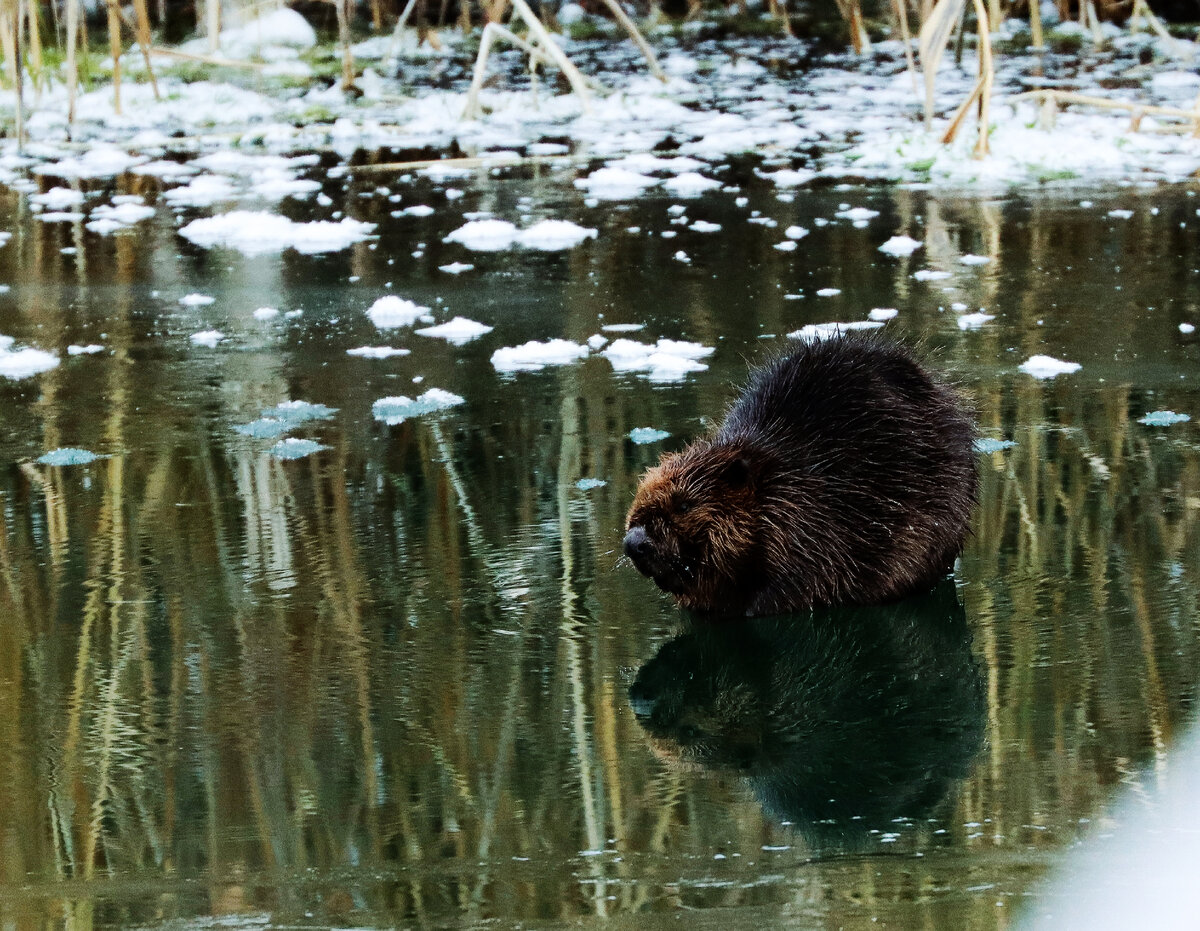 Вылез погреться)))