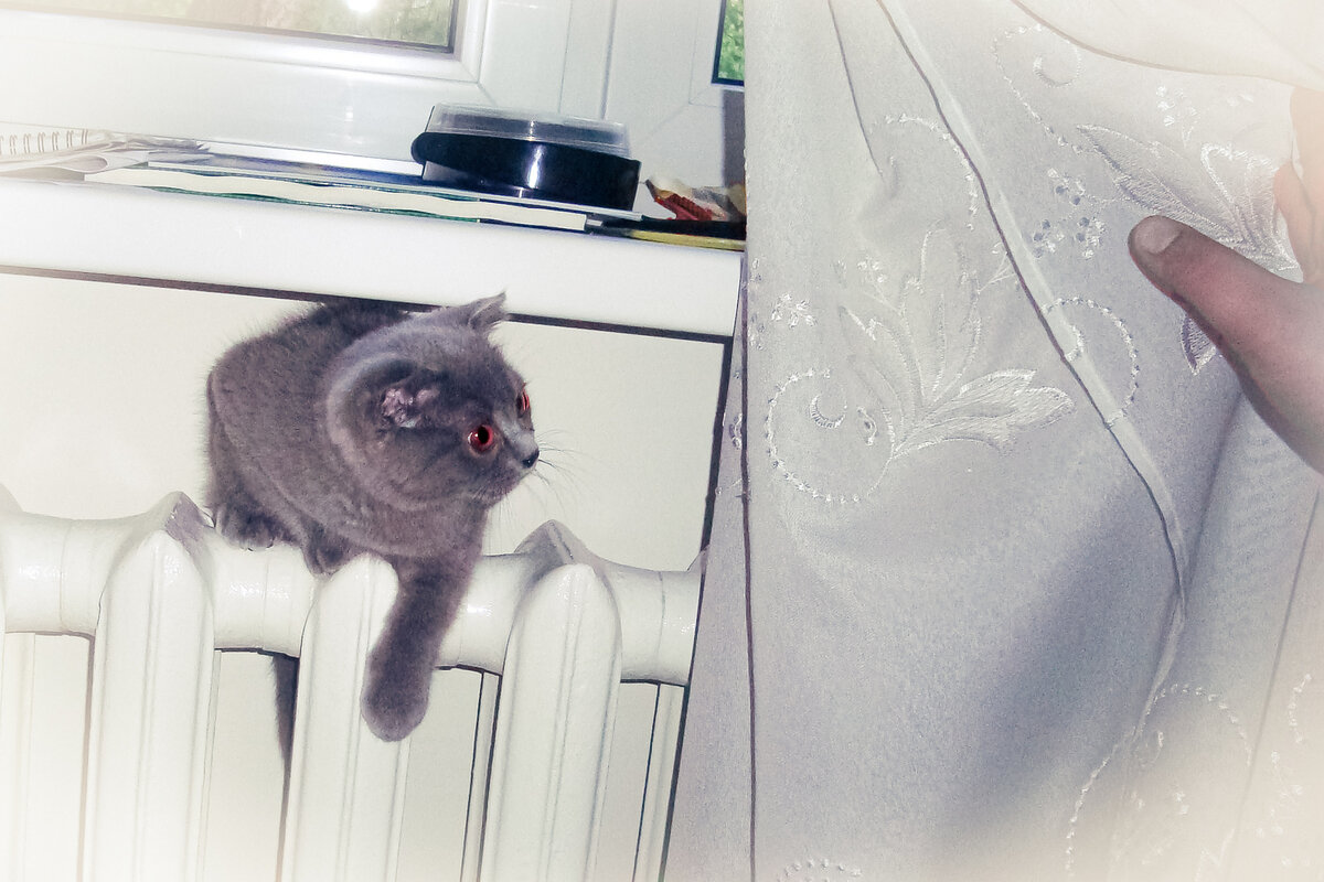 Искать и найти  кота за занавеской - очень увлекательное занятие