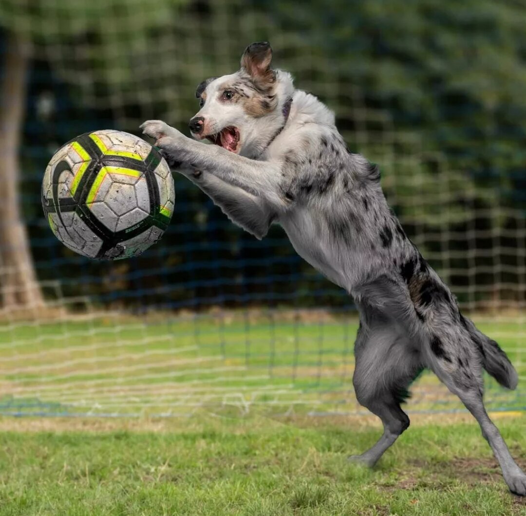 Soccer playing Bird view