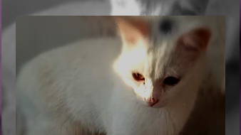 киса дзен. милые котики. аквариум с кошкой. агрессивный лизь кот слизь. киса дзен.