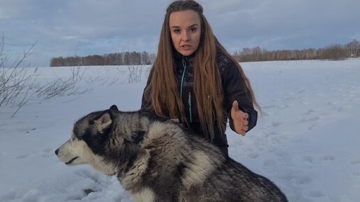 Как мы собаку хаски спасали от усыпления. Знакомьтесь