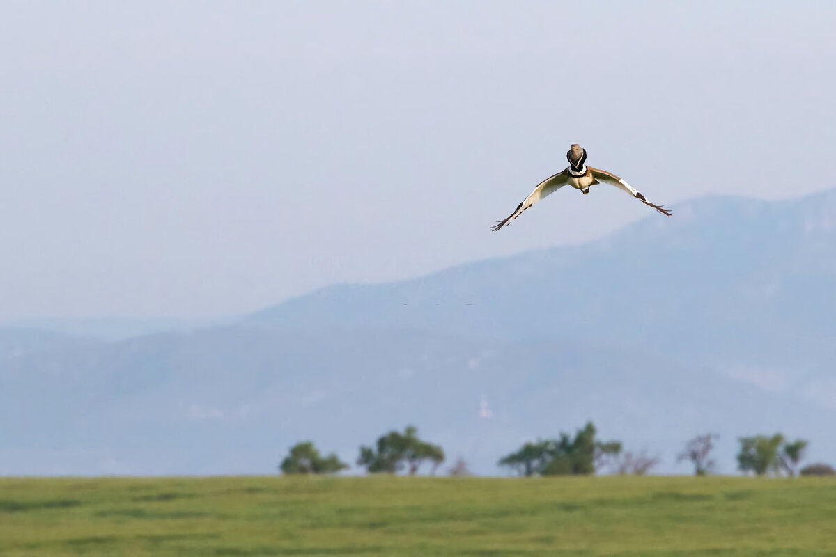 Стрепет — одна из самых шумных степных птиц.