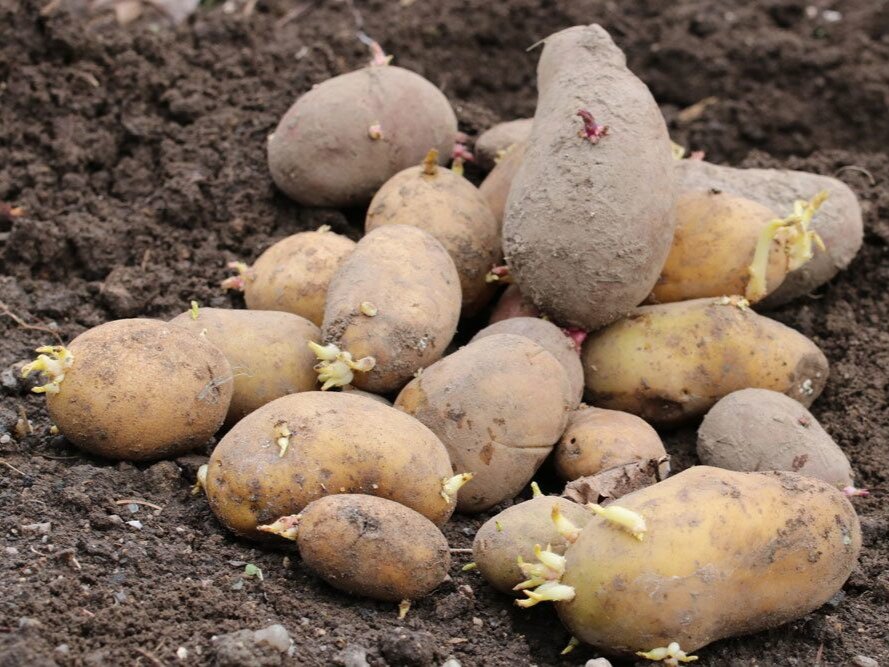 Фото: plantopedia.de