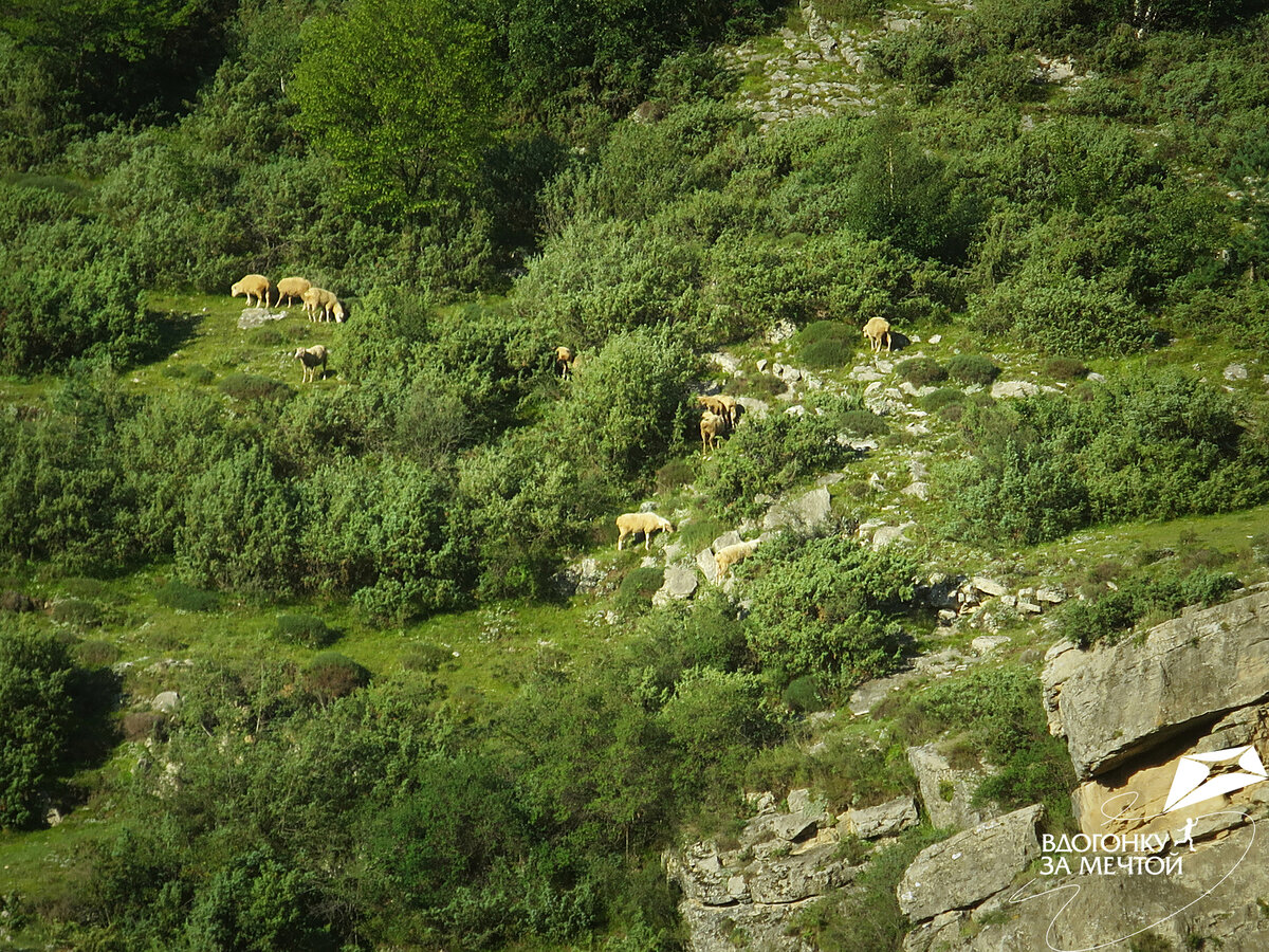 Те самые утренние барашки