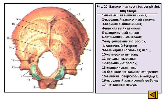 Грудобрюшная диафрагма фото