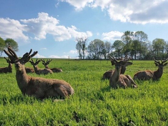     Фото: «DeerFarm»