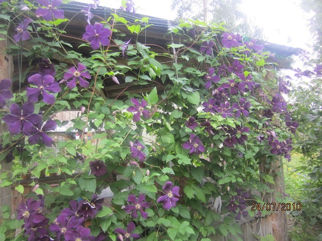 Клематис " Салют"затеняет беседку, фото автора