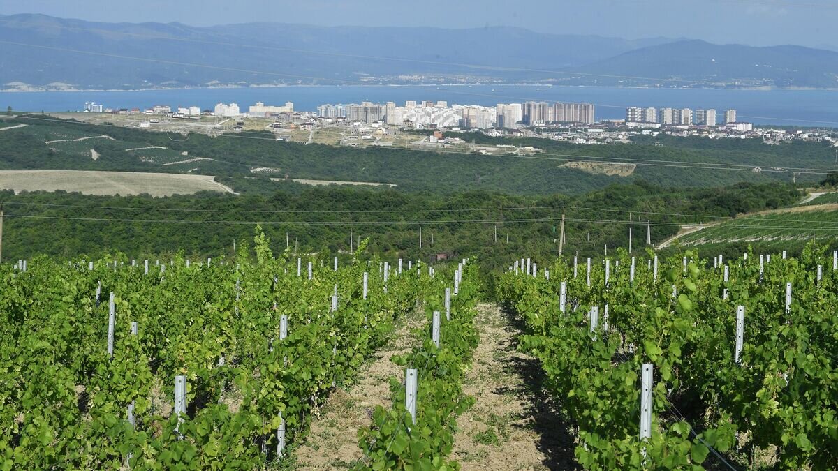    Винодельня© РИА Новости / Михаил Воскресенский