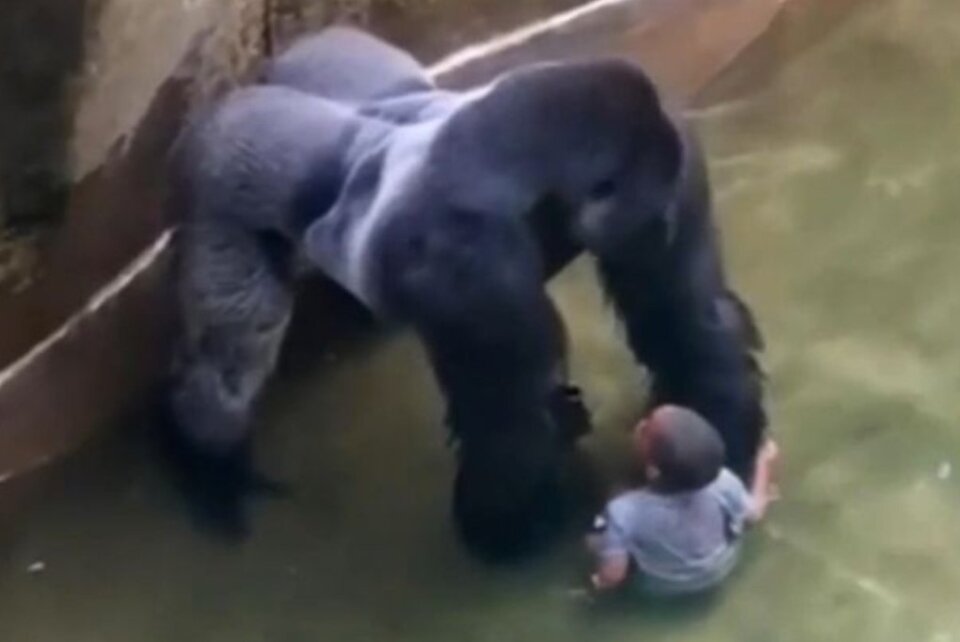 Огромная горилла выглядит ужасающе, нависая над маленьким мальчиком