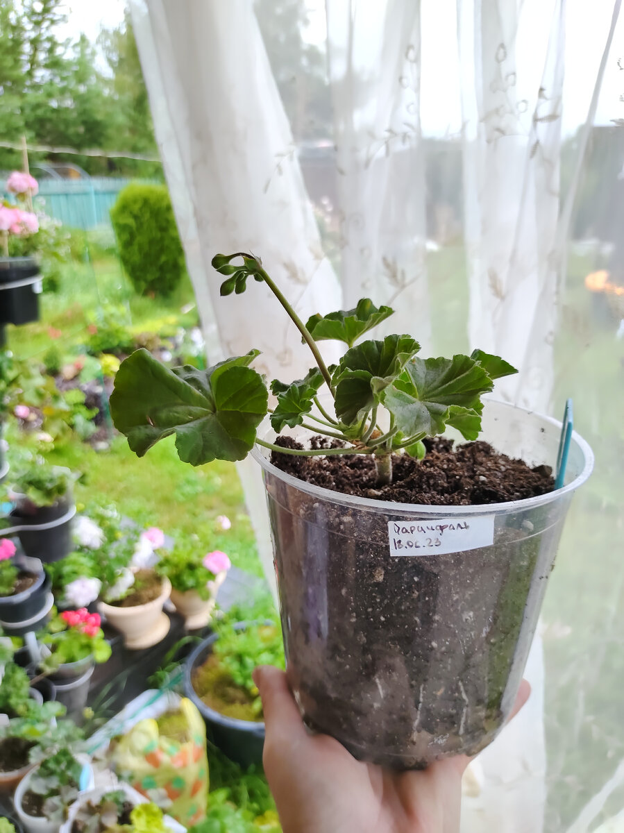 Юзис парцифаль