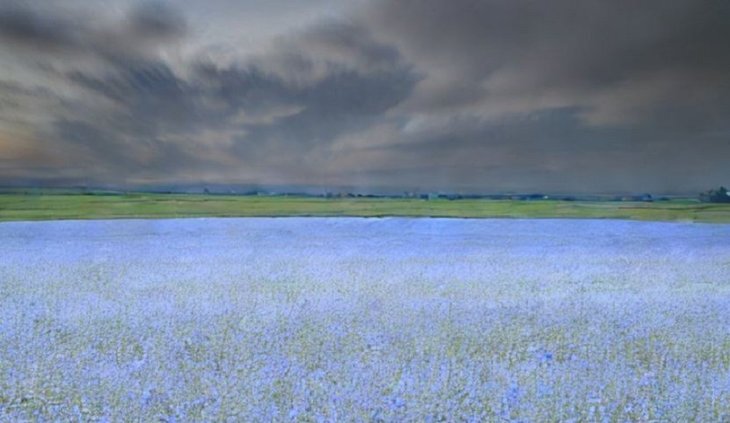    Семеноводческое хозяйство в Брянской области приступит к производству семян льна-долгунца высших репродукций