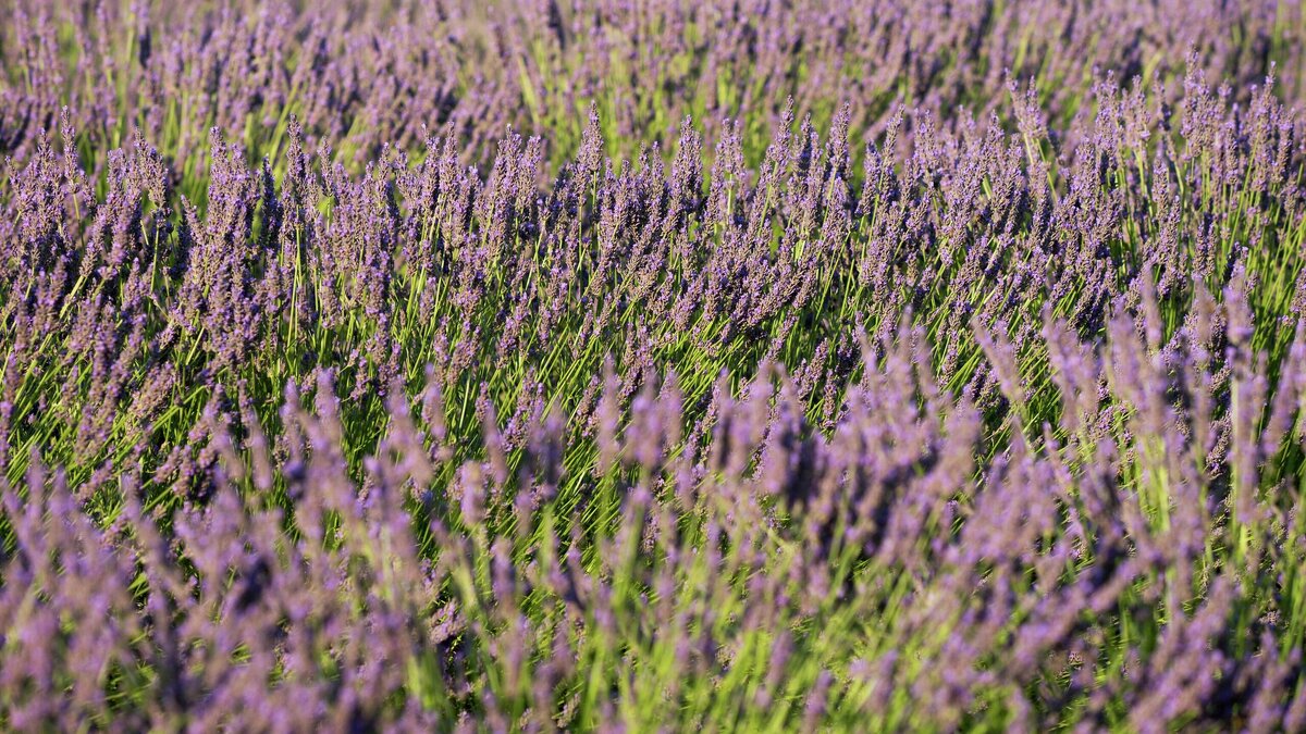    Лаванда© Globallookpress / Aleksey Smyshlyaev