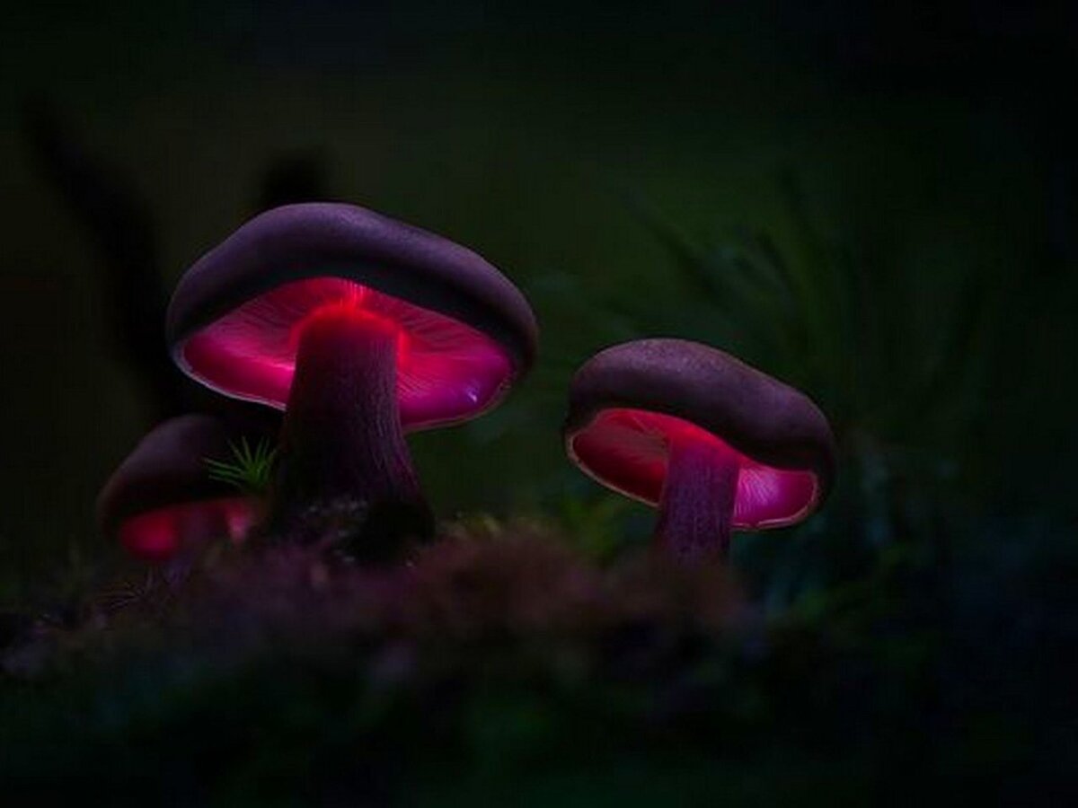 Яндекс.Картинки