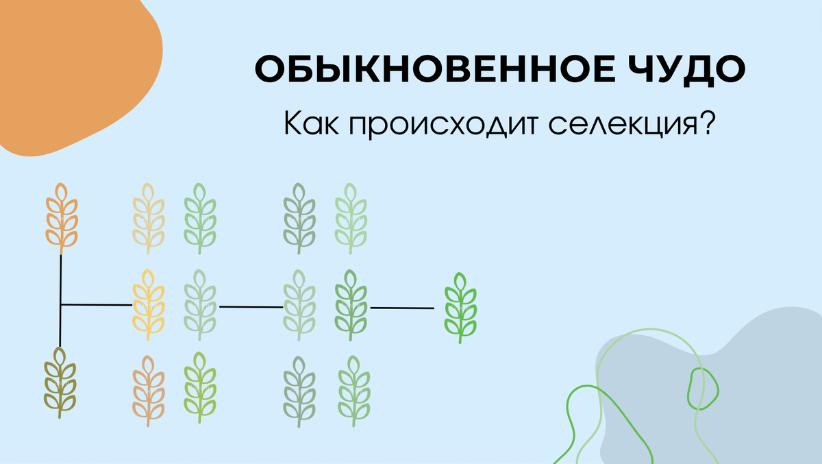 "Как происходит селекция?". Подготовка к ЕГЭ по биологии с Марией Семочкиной.