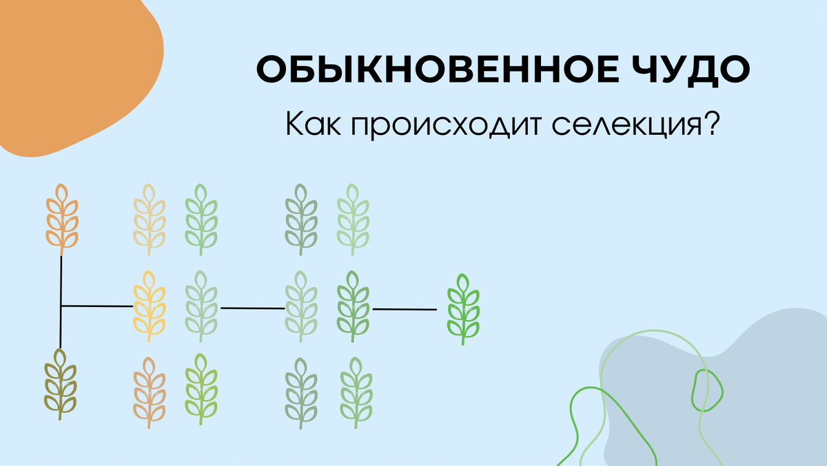 Обыкновенное чудо! Как происходит селекция? | Биология с Марией Семочкиной  | Дзен