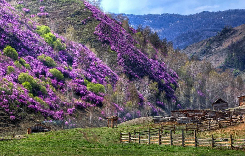 Цветение маральника на Алтае