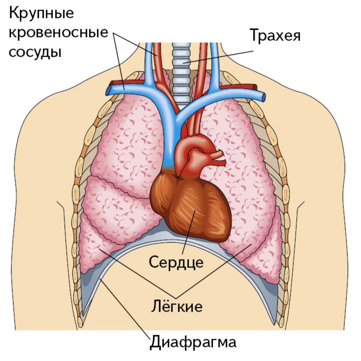 Вы знаете, что такое Невроз плечевого сустава (о нейро-остеопатии, о  застревании эмоций в опорных точках человека) | После болезни | Дзен