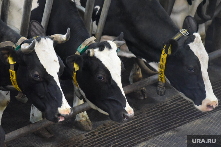    Агрохолдинг пытался получить субсидию для возмещения затрат на содержание поголовья рогатого скота