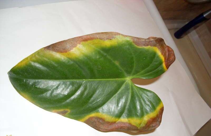 Фотография из интернета, но моя калла эфиопская выглядит точно так же