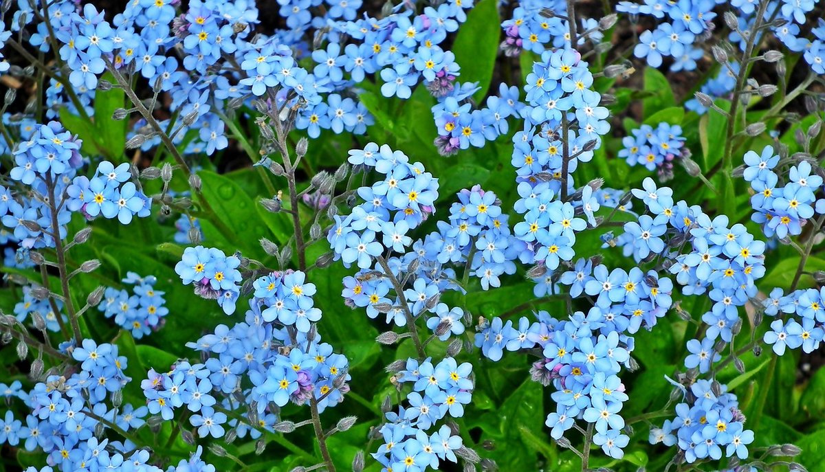 Ранние маленькие цветы. Незабудка голубые глазки многолетник. Китайская Незабудка. Мелкие синие цветочки.