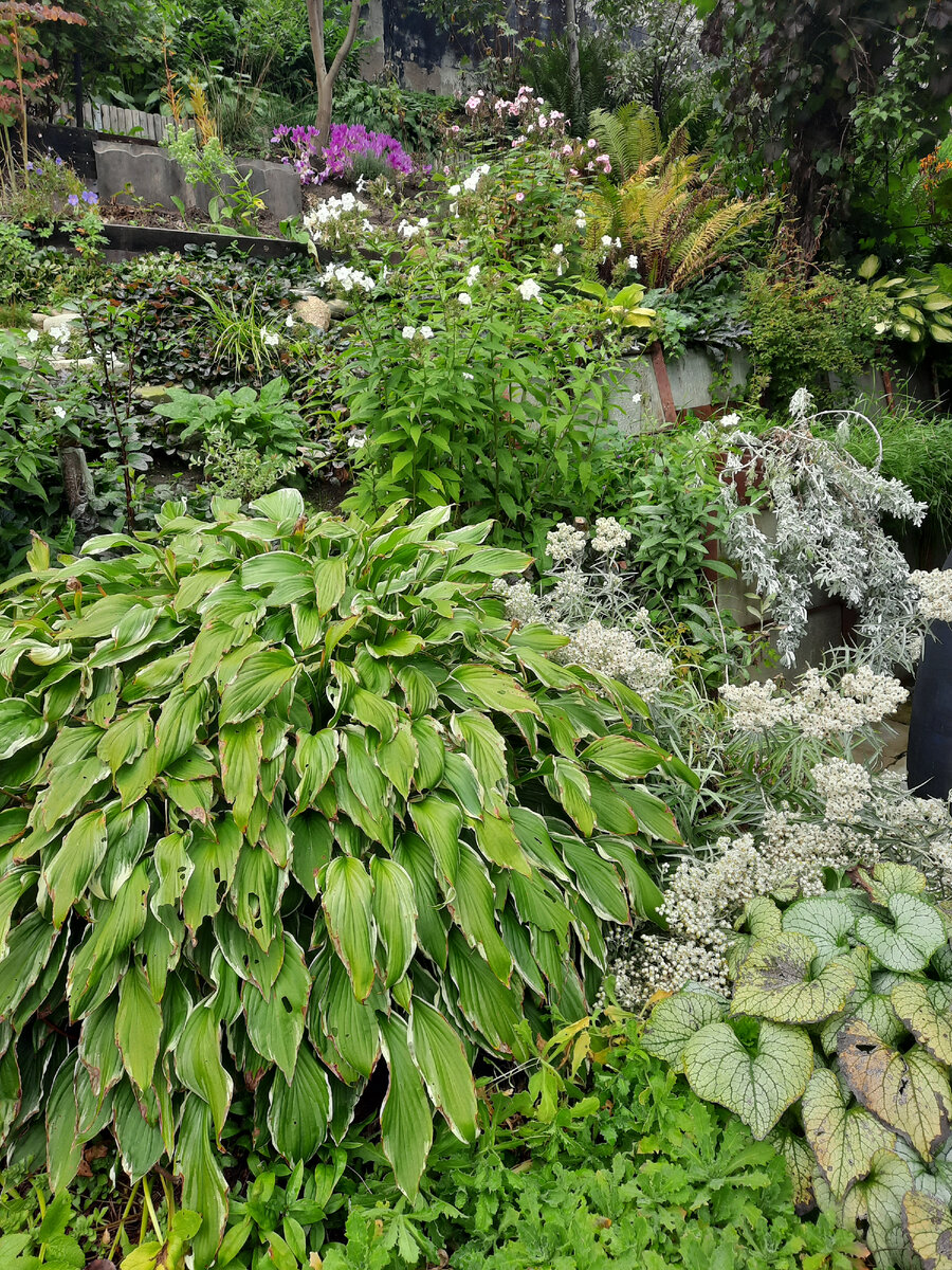 В серединке заросли.