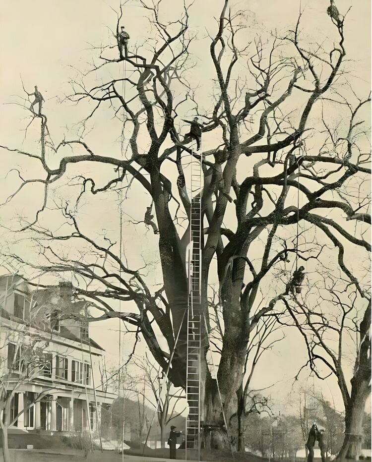 Дерева века. Фото дерева 1890 годов. Картина Вишневое дерево 1880 год. Tom Tree