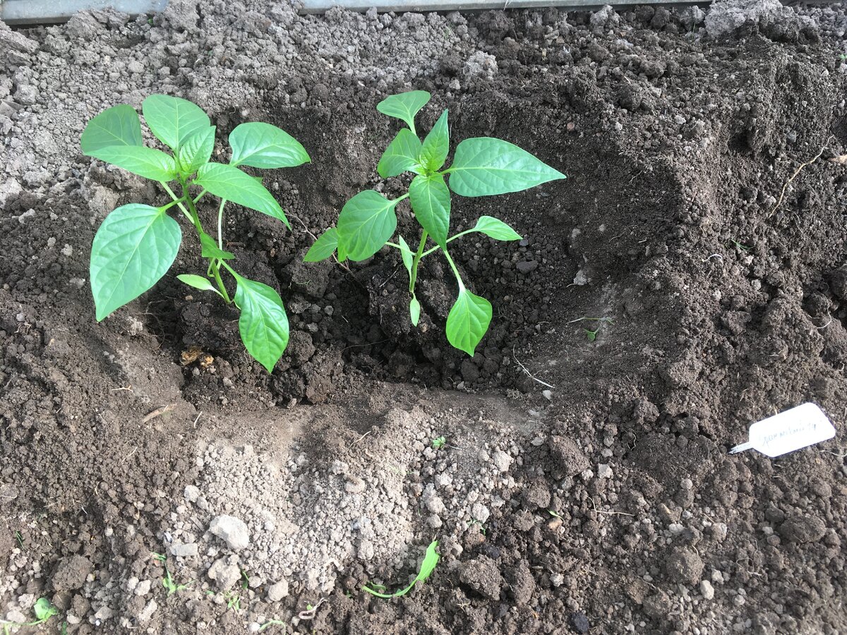 Можно ли рассаду перца подкормить золой. Дрожжевая подкормка для рассады. Удобрения для перца. Рассада томатов и зола. Можно ли рассаду перца подкормить золой.