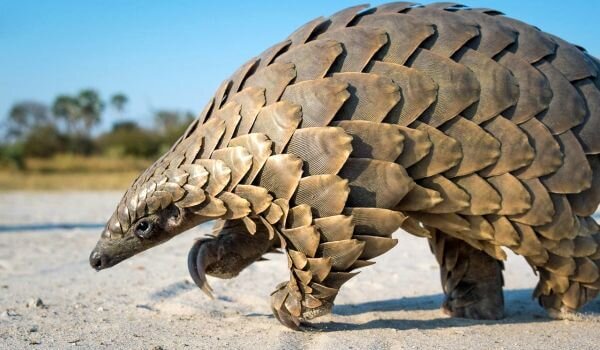 Ходячая шишка.