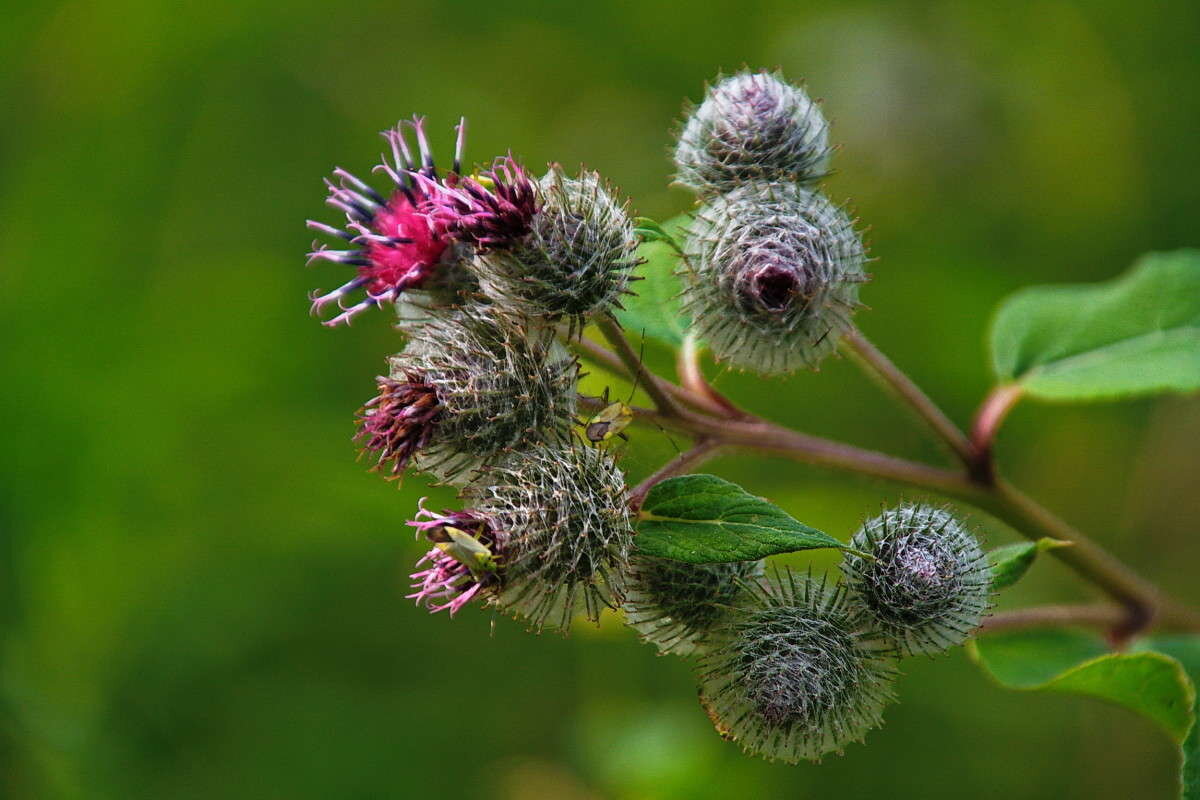 Яндекс Картинки - Репейник(лопух)