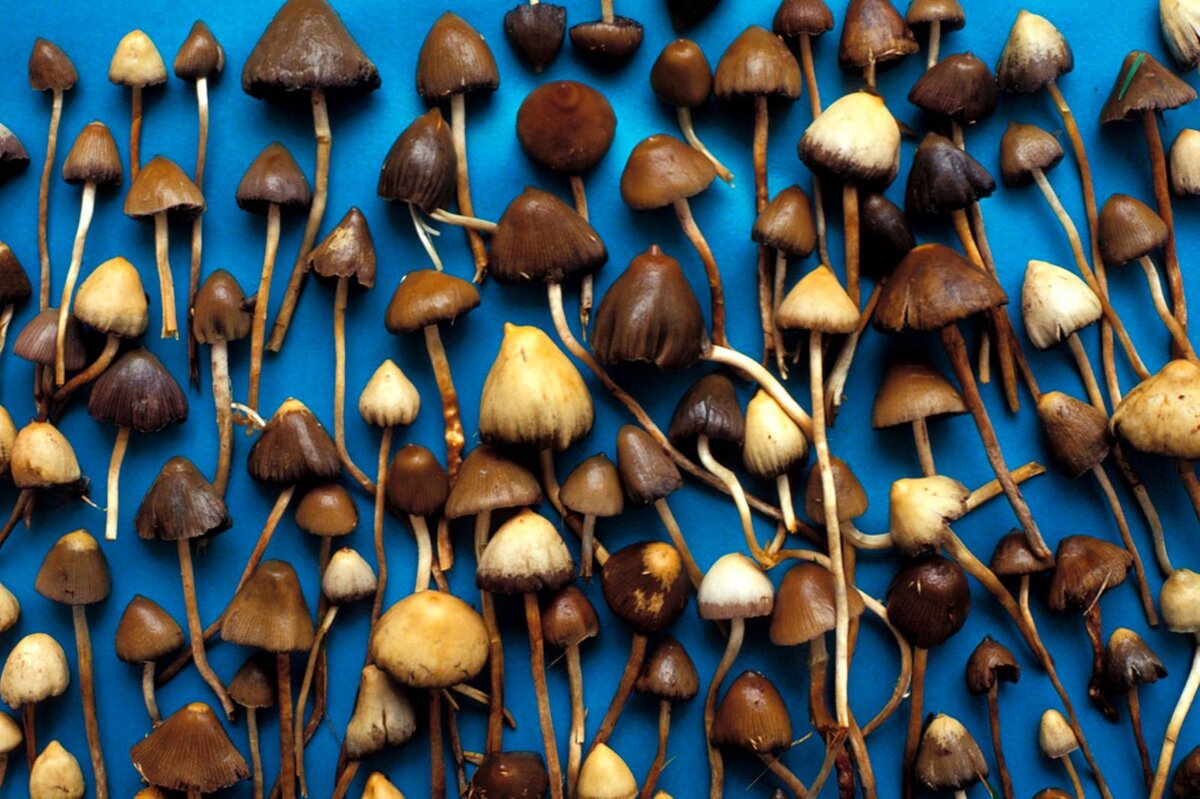Psilocybe montana