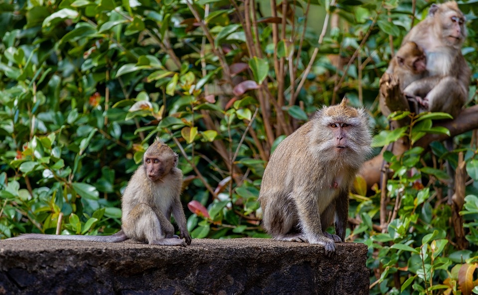 Источник: https://cdn.pixabay.com/photo/2019/09/21/13/12/long-tailed-macaque-4493901_960_720.jpg