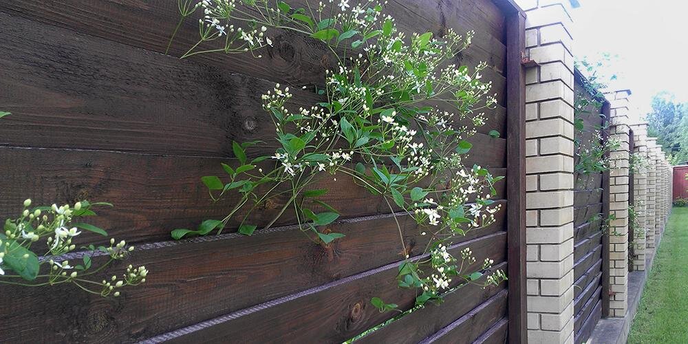 Соседские ветки торчат через забор. Нехорошо. Хотя может так и нужно.