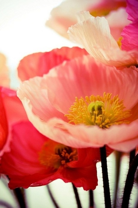 Источник: https://i.pinimg.com/736x/33/81/a5/3381a5c34463d198f19613cfeb20a815--pink-poppies-poppy-flowers.jpg