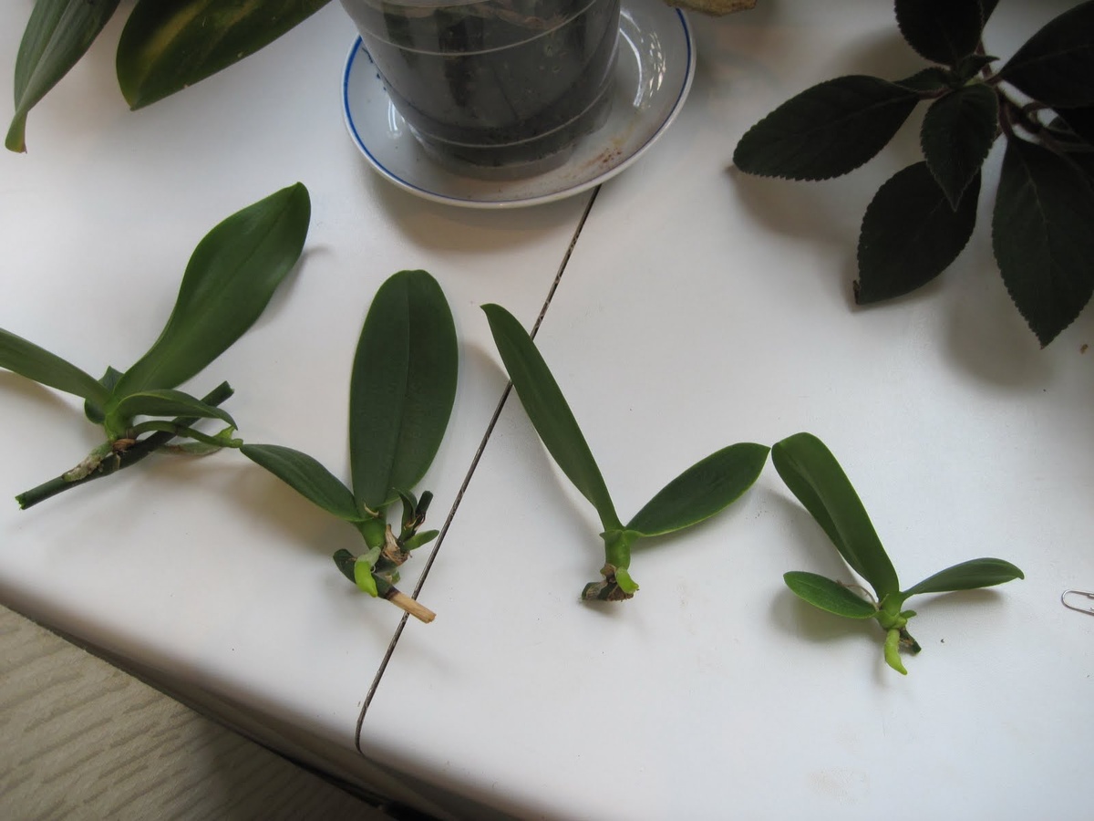 размножение детками