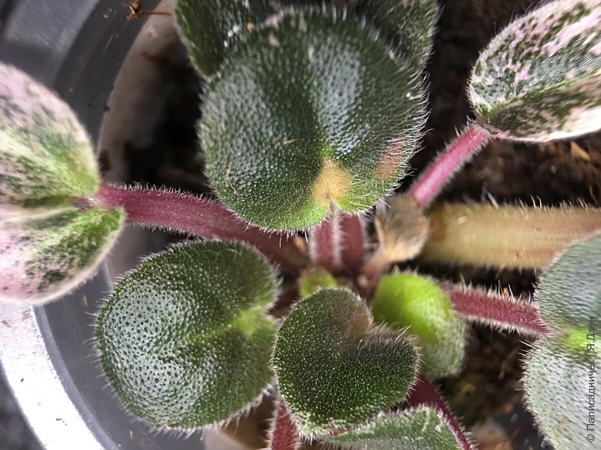 Вон тот, мелкий, справа...