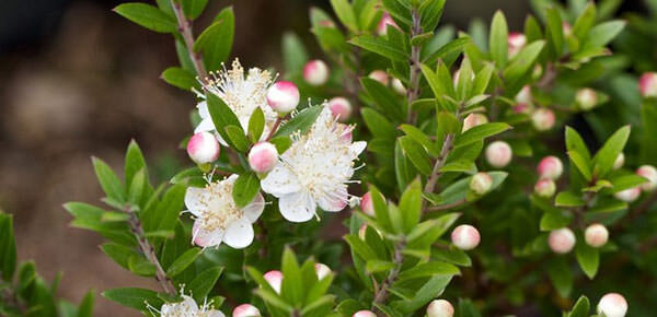Ни один английский королевский букет не обходится без цветка мирта.