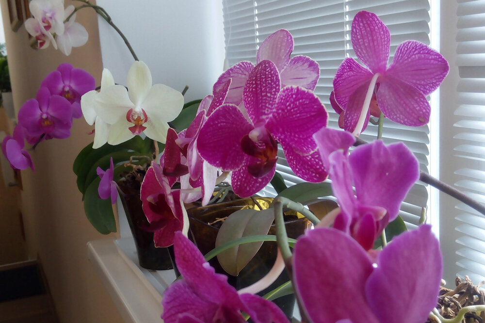 Где поставить Орхидею дома, чтобы растение отлично росло и радовало шикарным цветением
