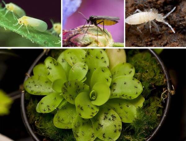 Как избавиться от цветочной мухи: 5 эффективных советов — Ozon Клуб